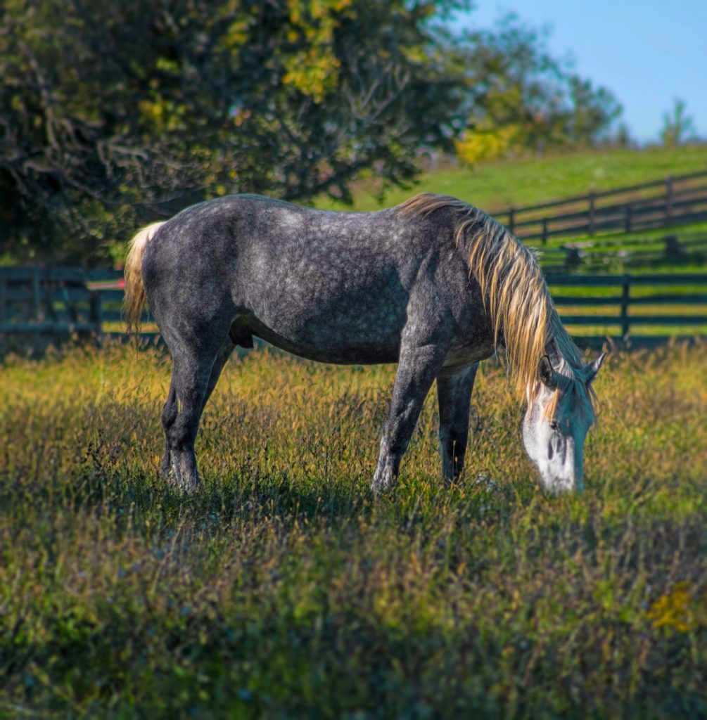Percheron pferd