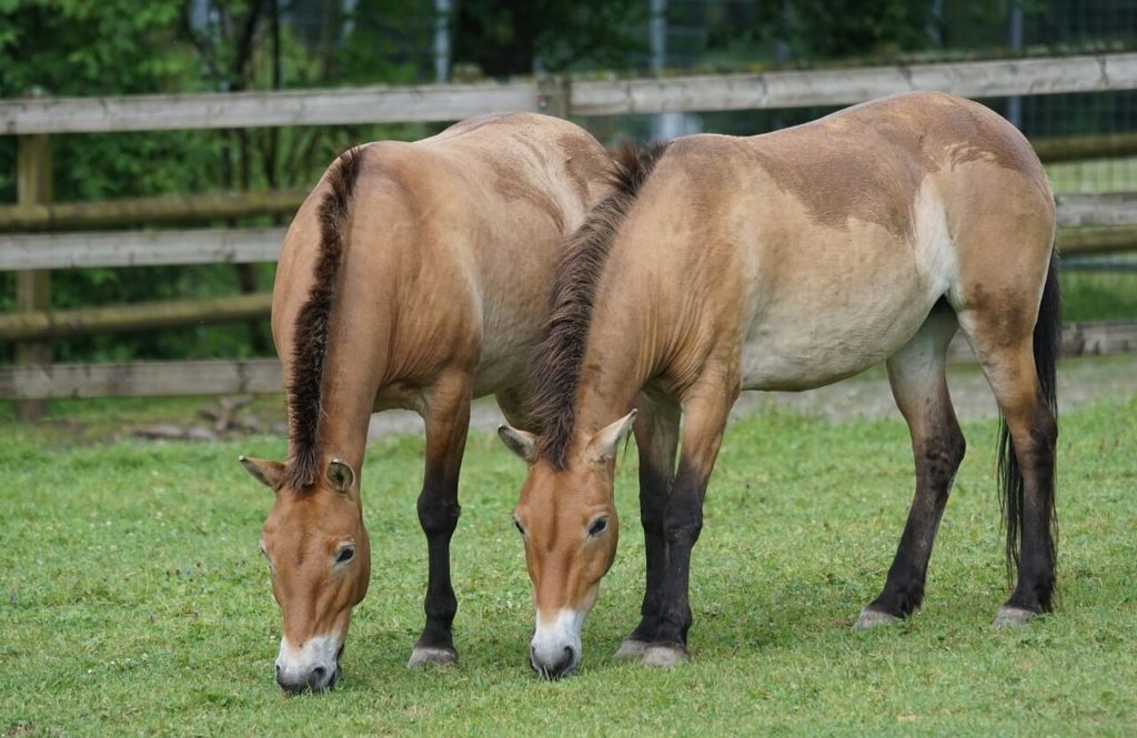 Przewalski