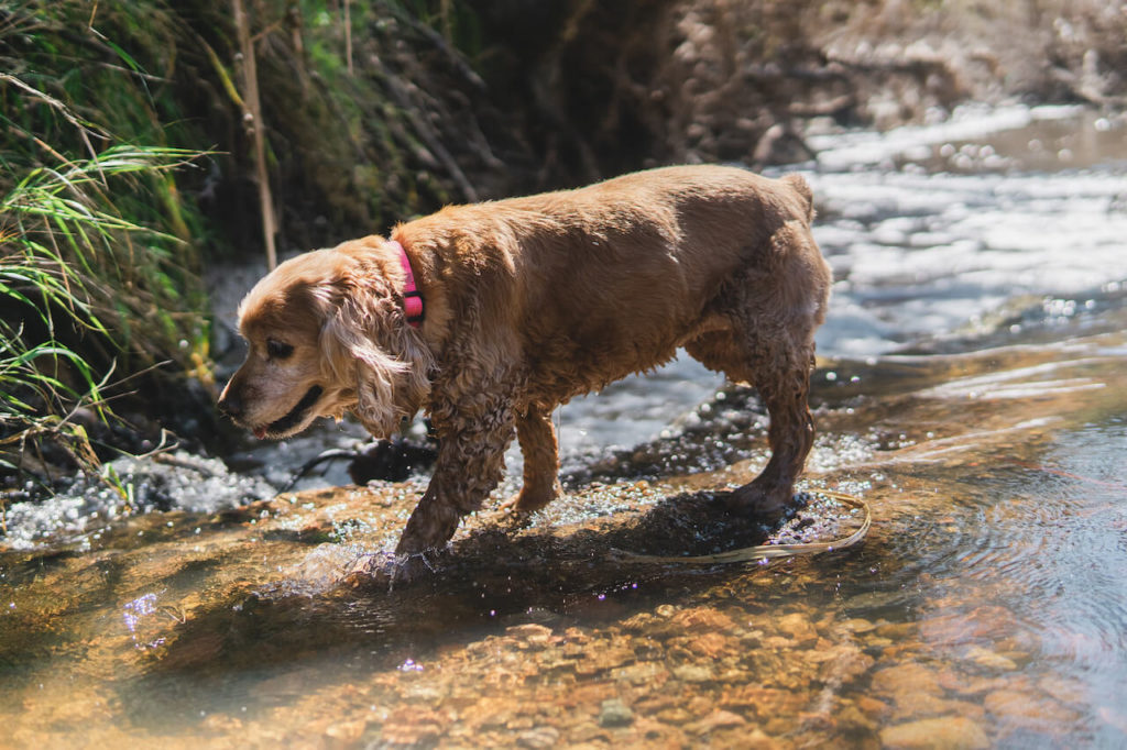 American Water Spaniel 