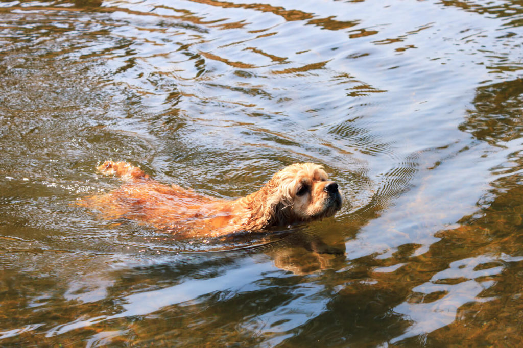 American Water Spaniel