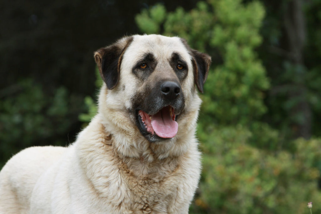 Anatolischer Hirtenhund 