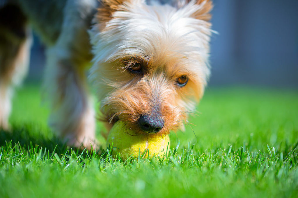 Australian Silky Terrier