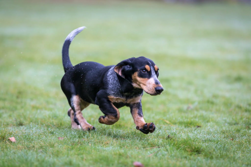 Basset Blue de Gascogne 