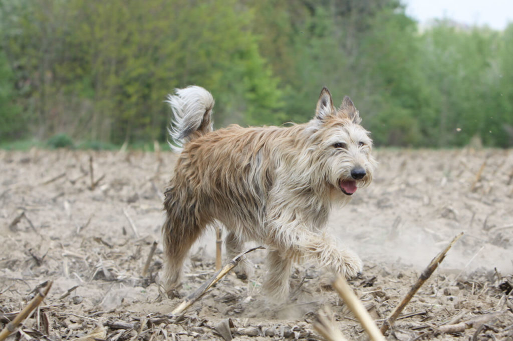 Berger de Picardie