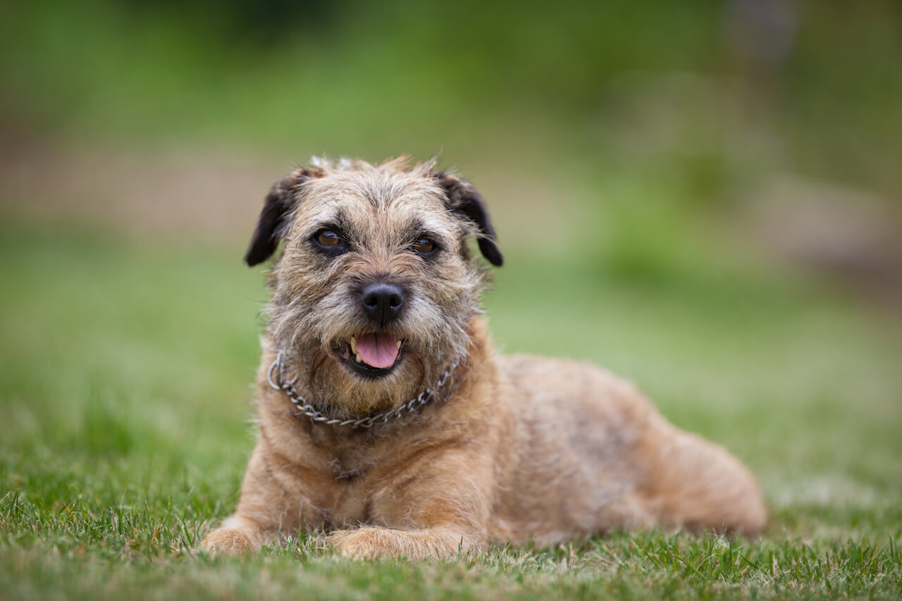 Border Terrier