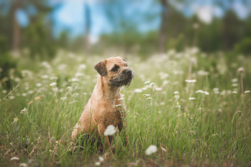 Border Terrier