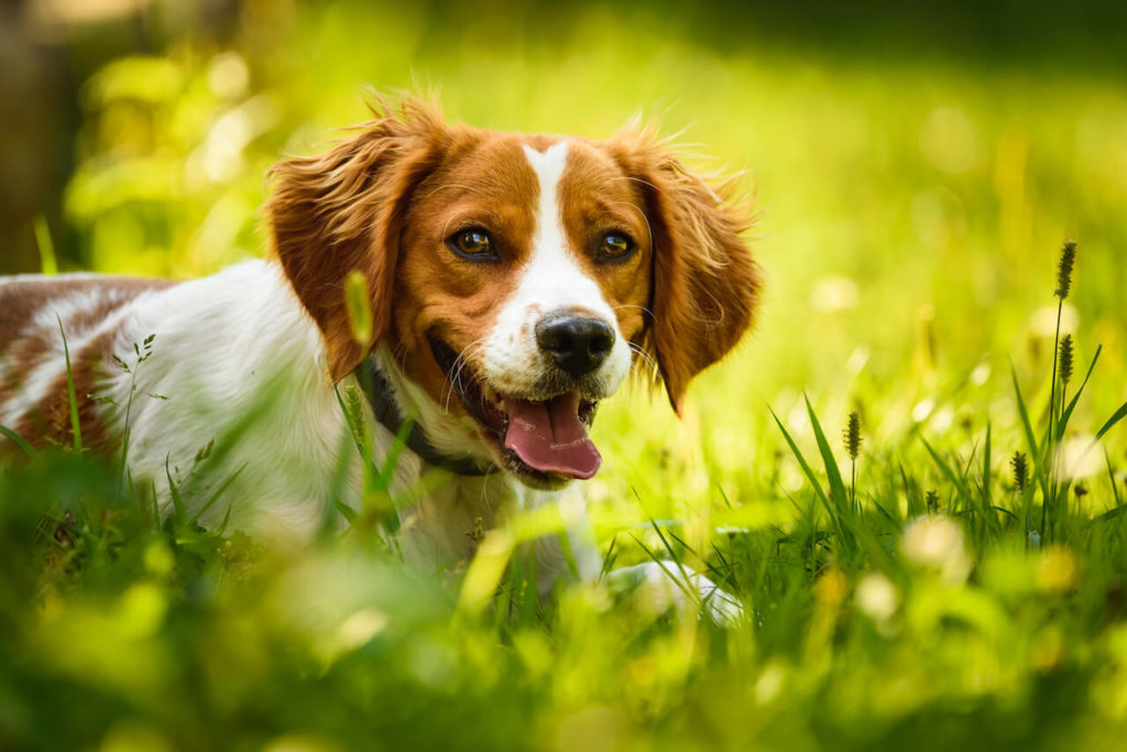 Bretonischer Spaniel