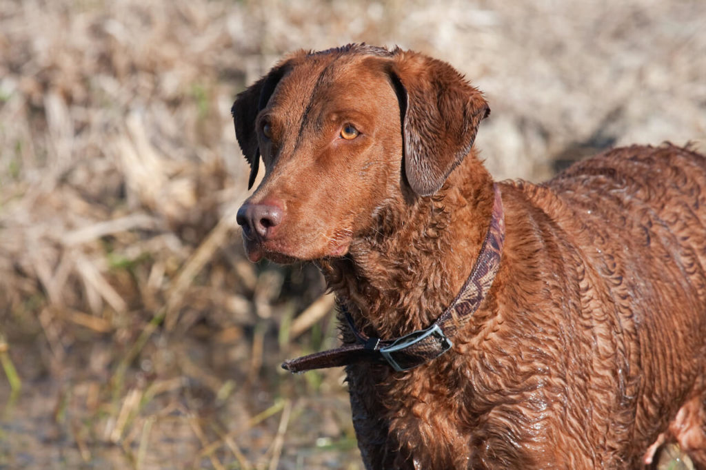 Chesapeake Bay Retriever 