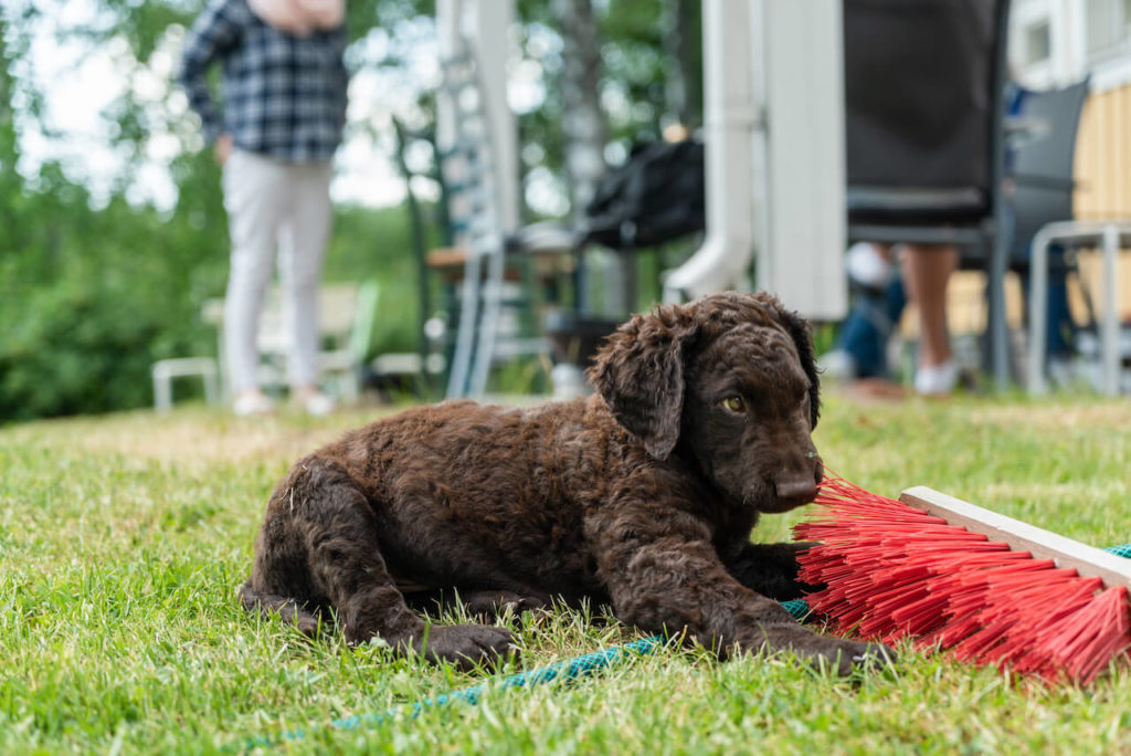 Curly Coated Retriever