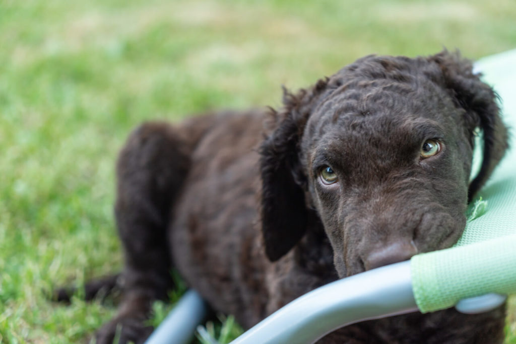 Curly Coated Retriever