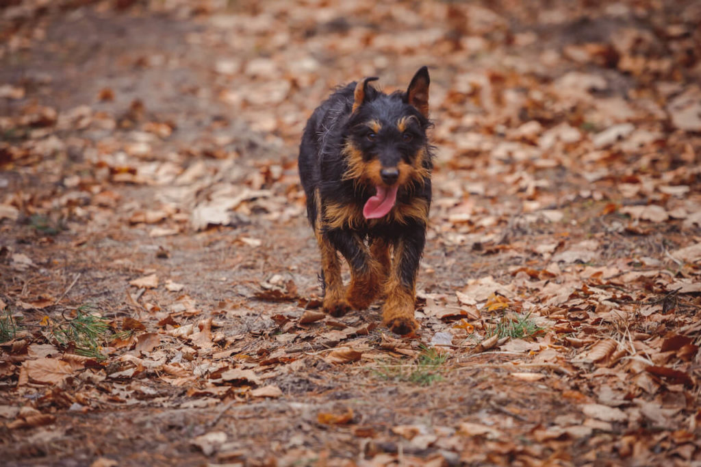 Deutsche Jagdterrier