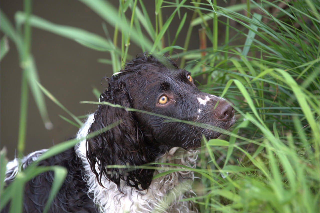 Deutscher Wachtelhund Archive Haustierratgeber.de