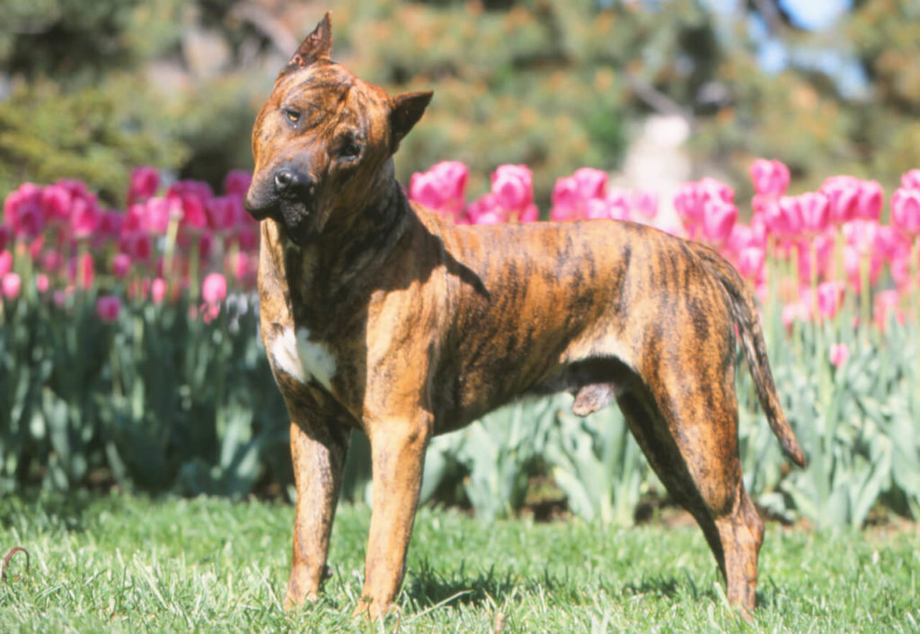 Dogo Canario