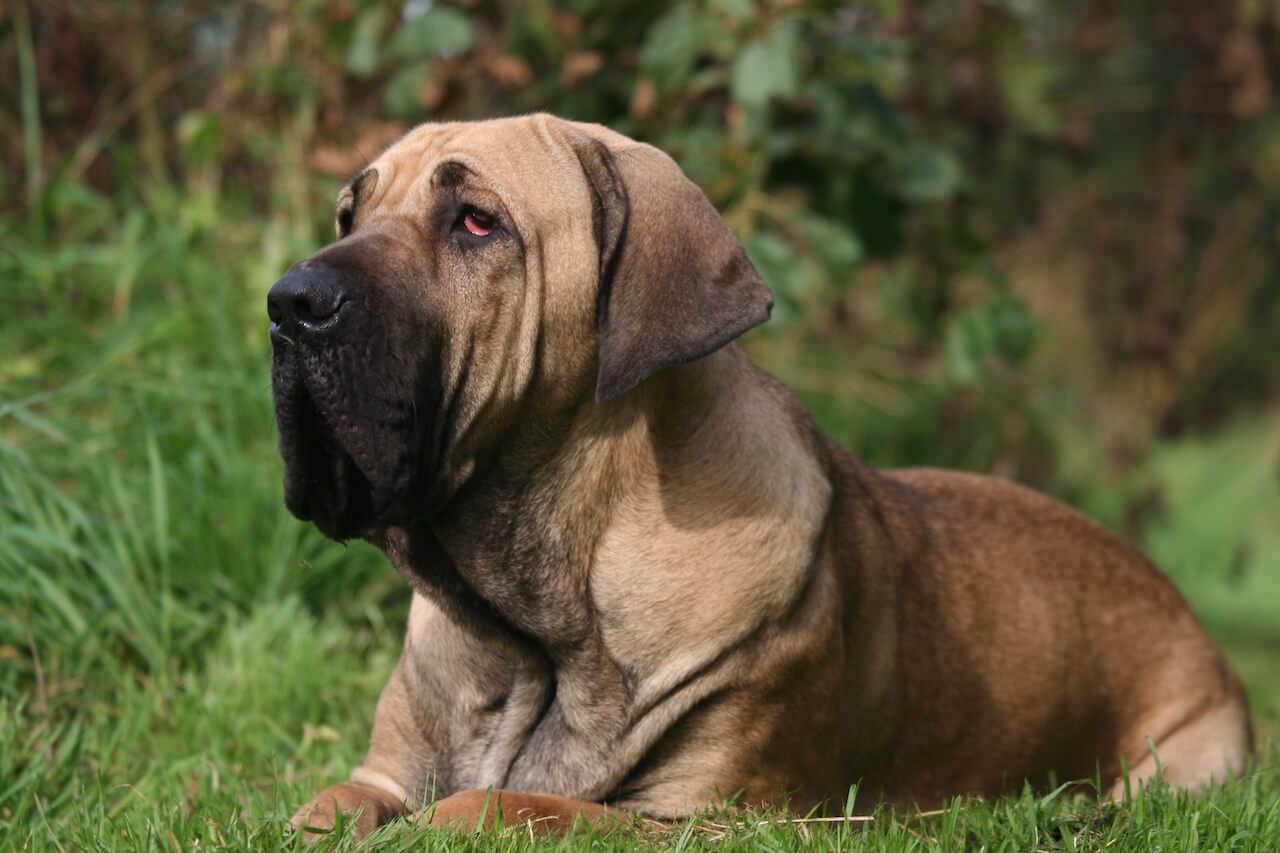 Fila Brasileiro
