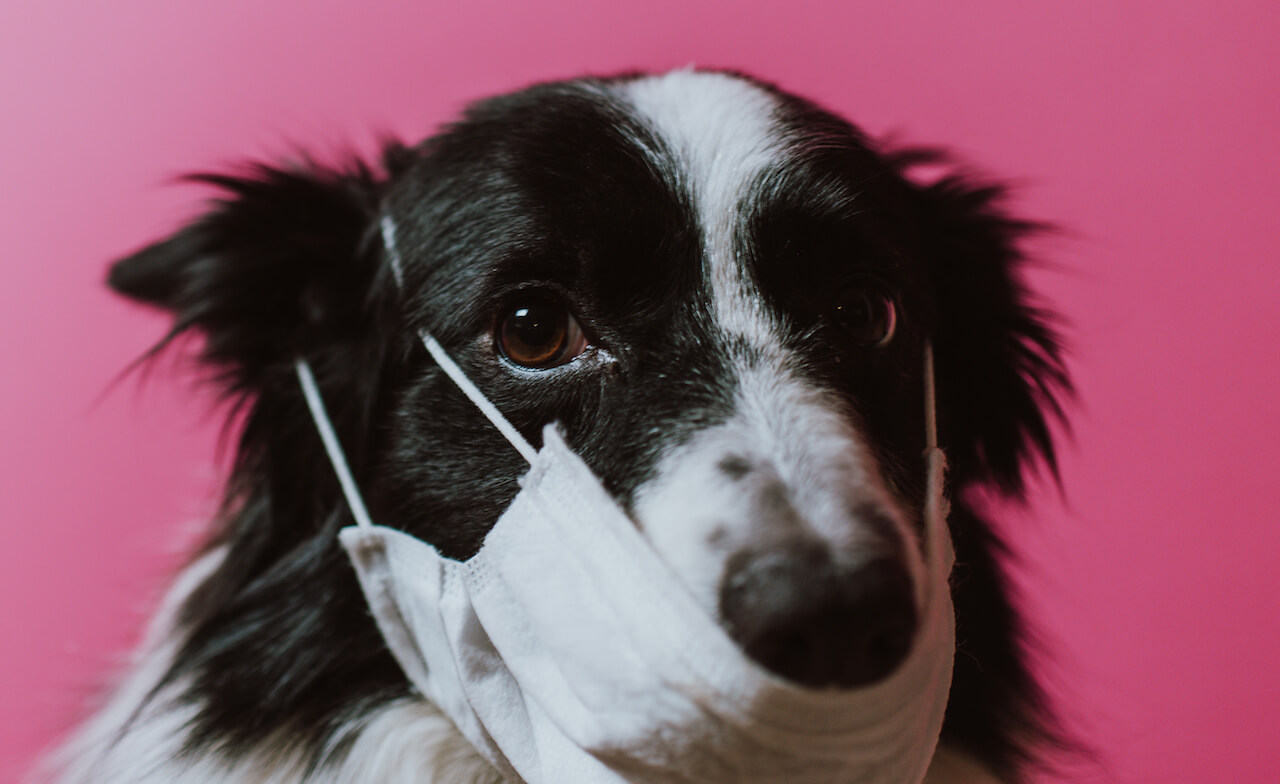 Hunde und Coronavirus
