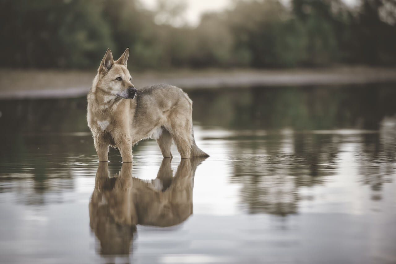 Kanaan-Hund