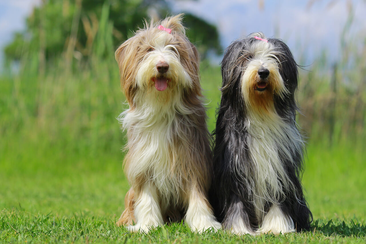 Polnischer Niederungshütehund