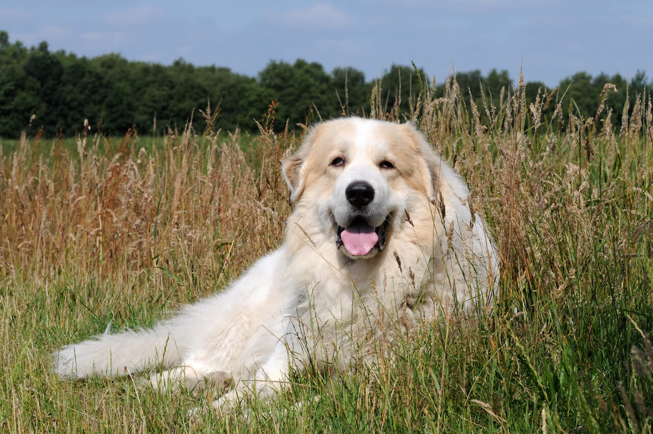 Pyrenäen Schäferhund