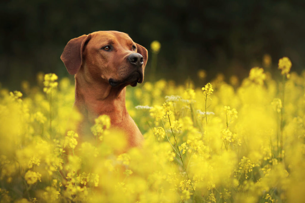 Rhodesian Ridgeback