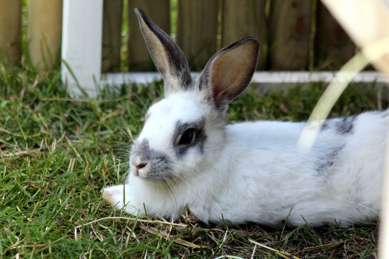 Rhönkaninchen