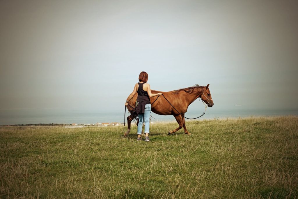 Training Pferd
