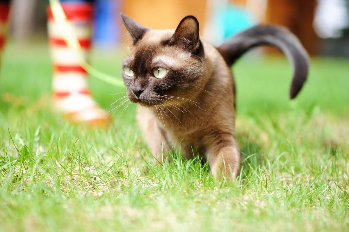 katzensicher