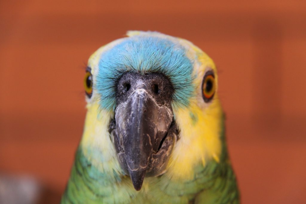 Blaustirnamazone 1