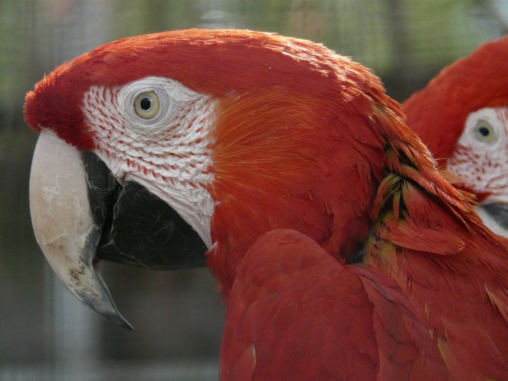 Grünflügelara 1