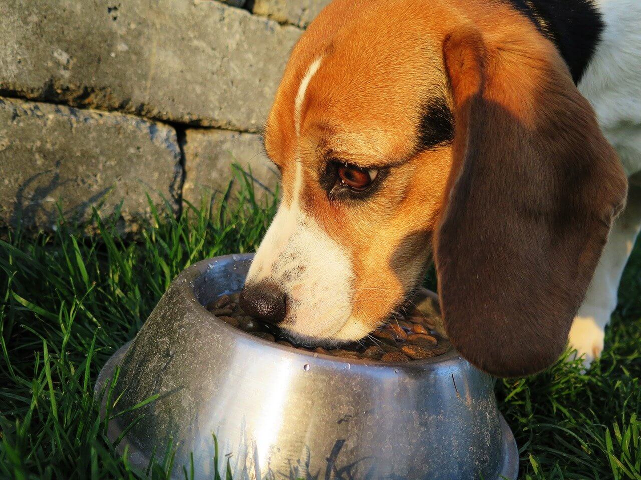 Hundeernährung