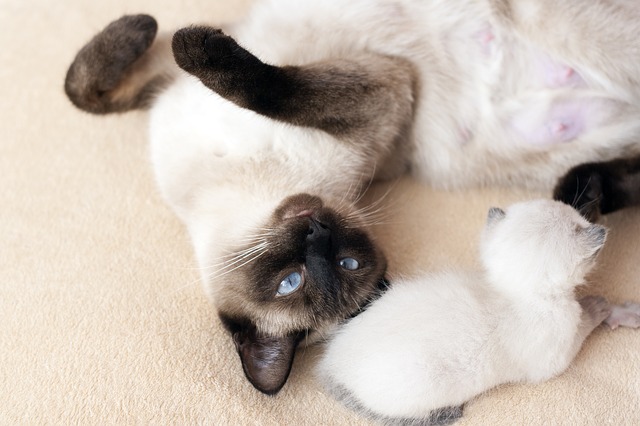 Thaikatze