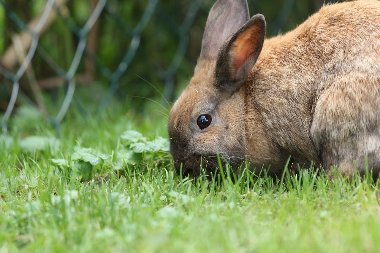 Thüringer