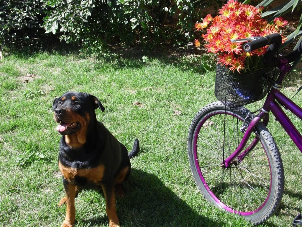 Rottweiler 2