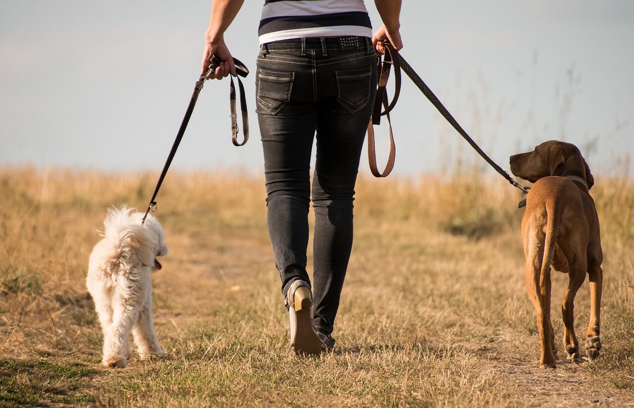 Wandern Hund
