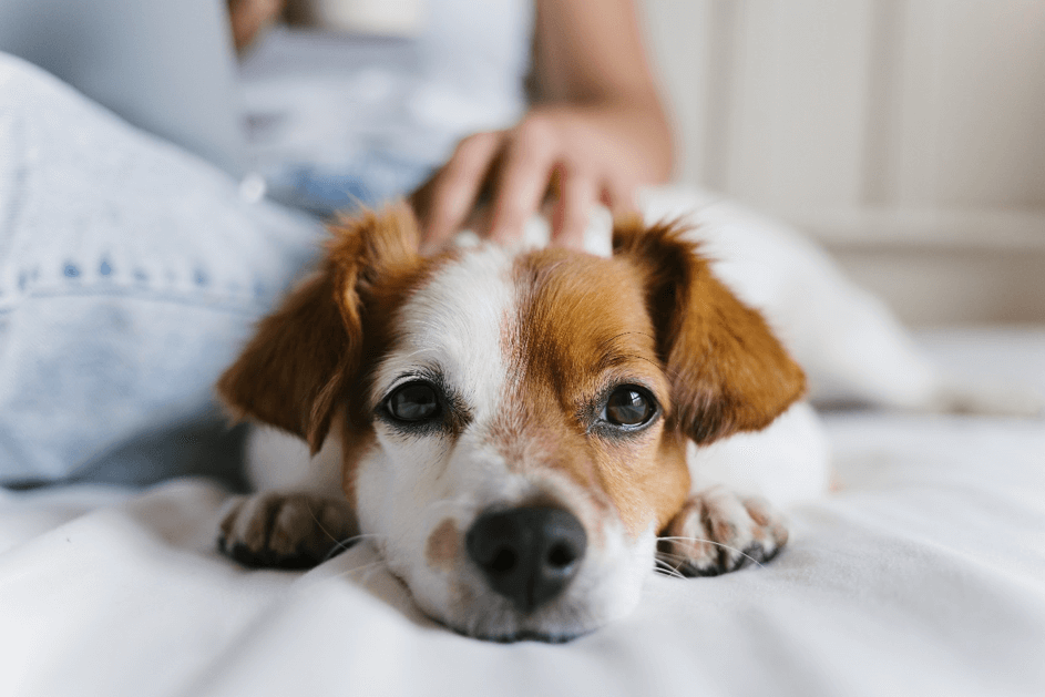 Notfaelle hund