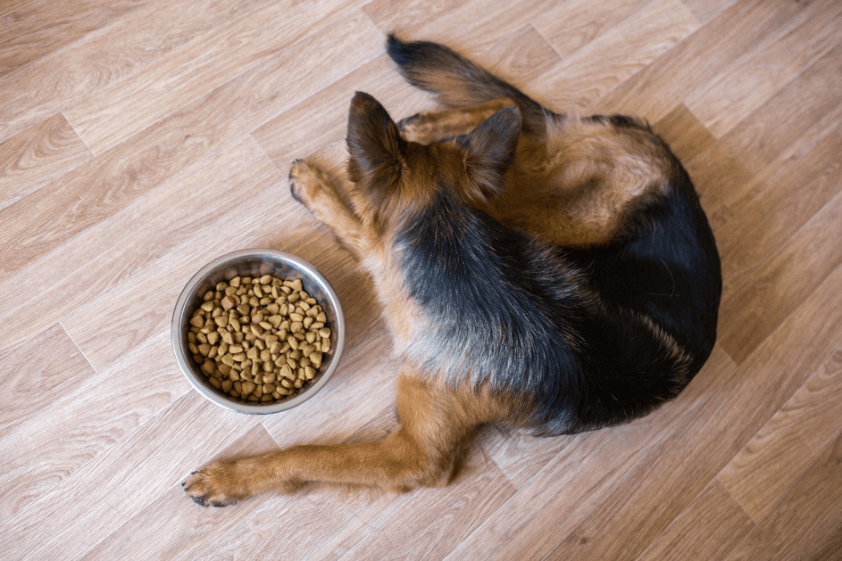 Symptome Hund deuten