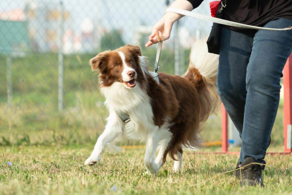 hundeschule