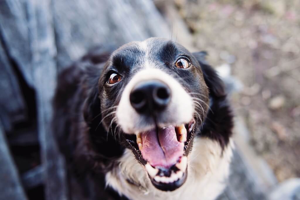 hundeversicherung