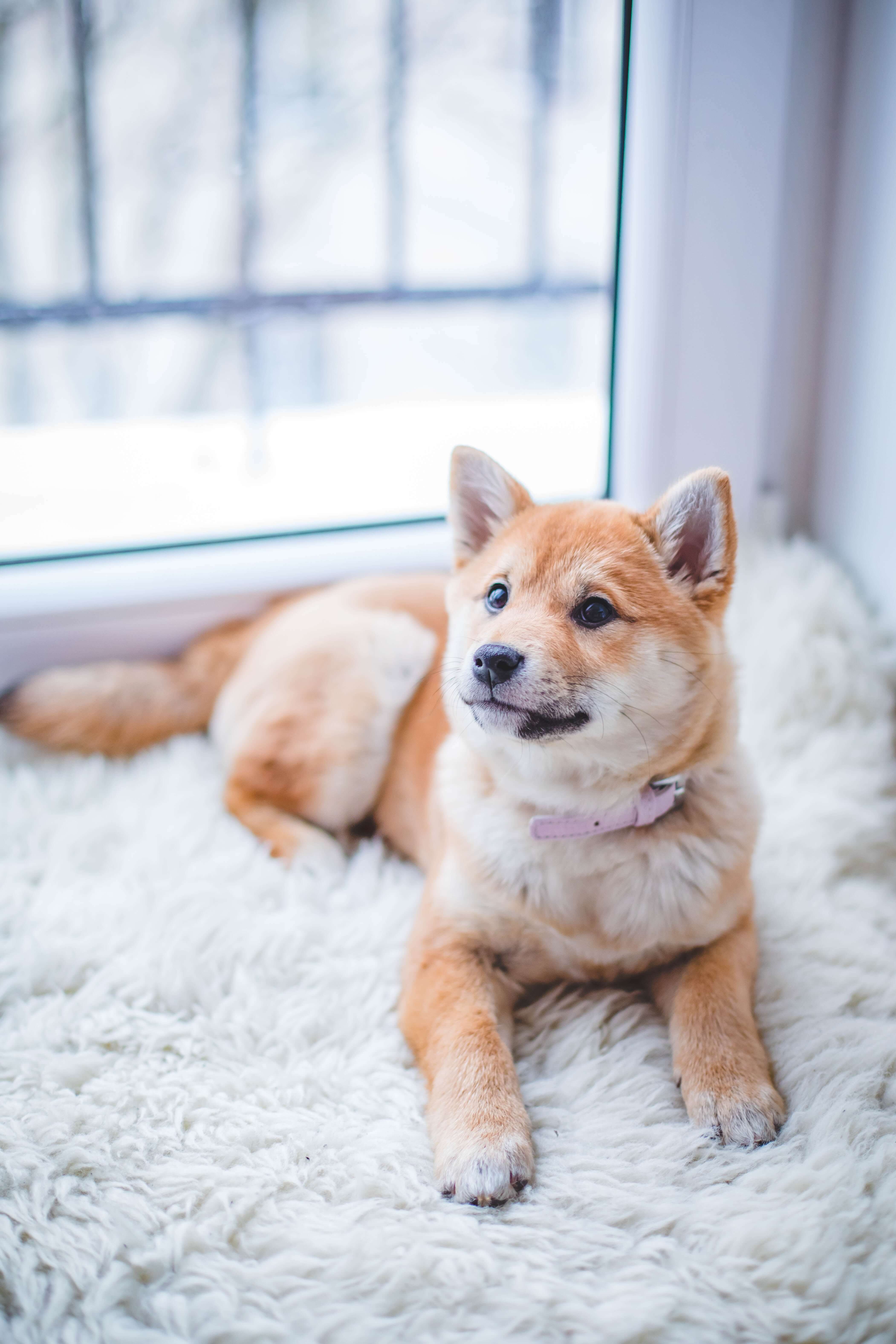 hundebett kaufen