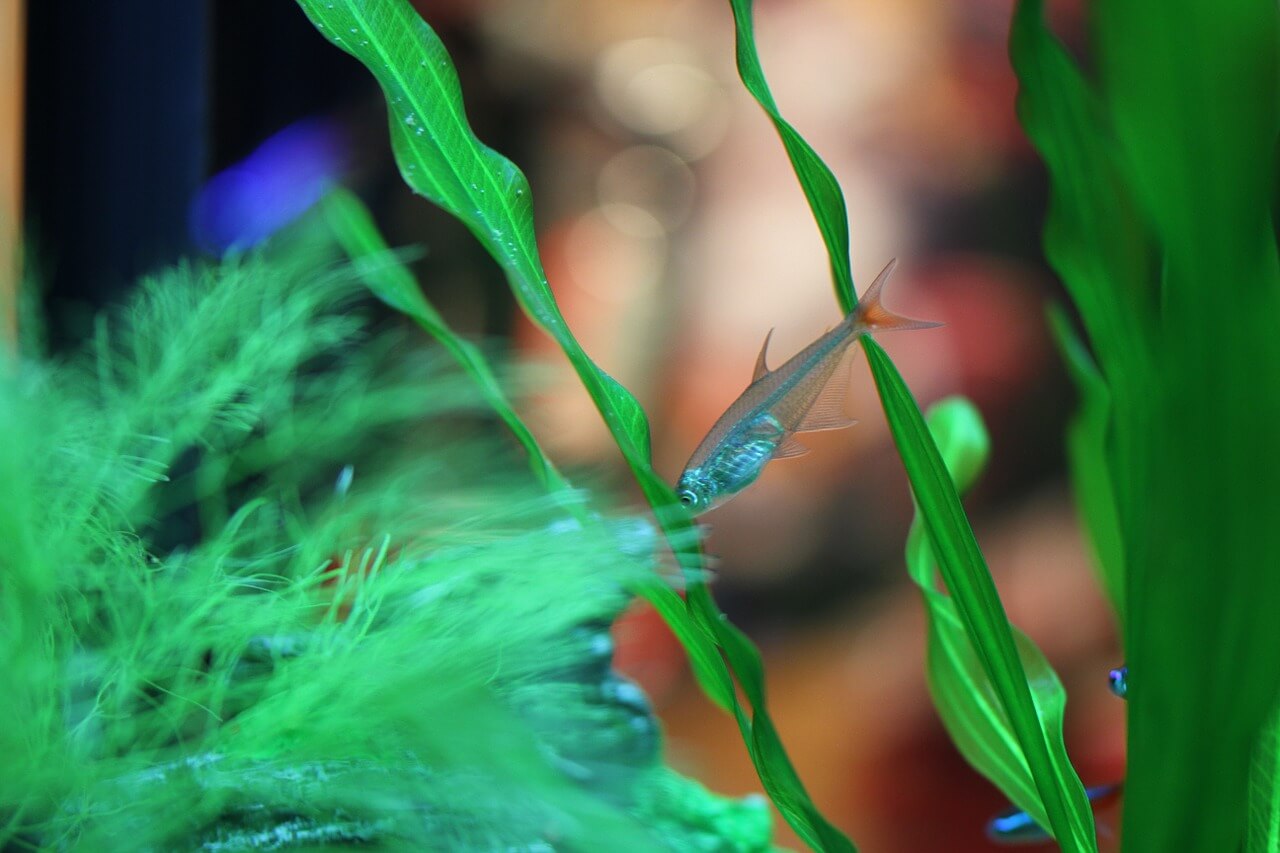 Aquarium Licht