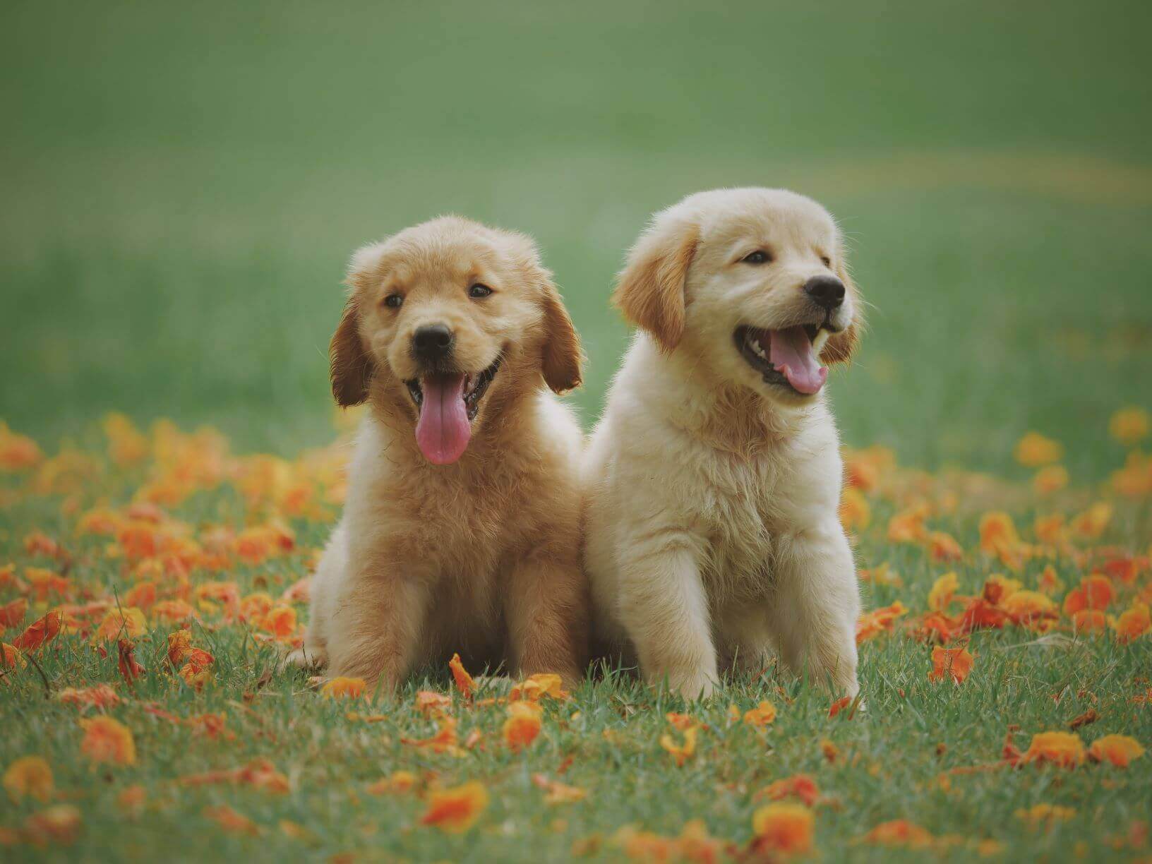 Hundegeschirr