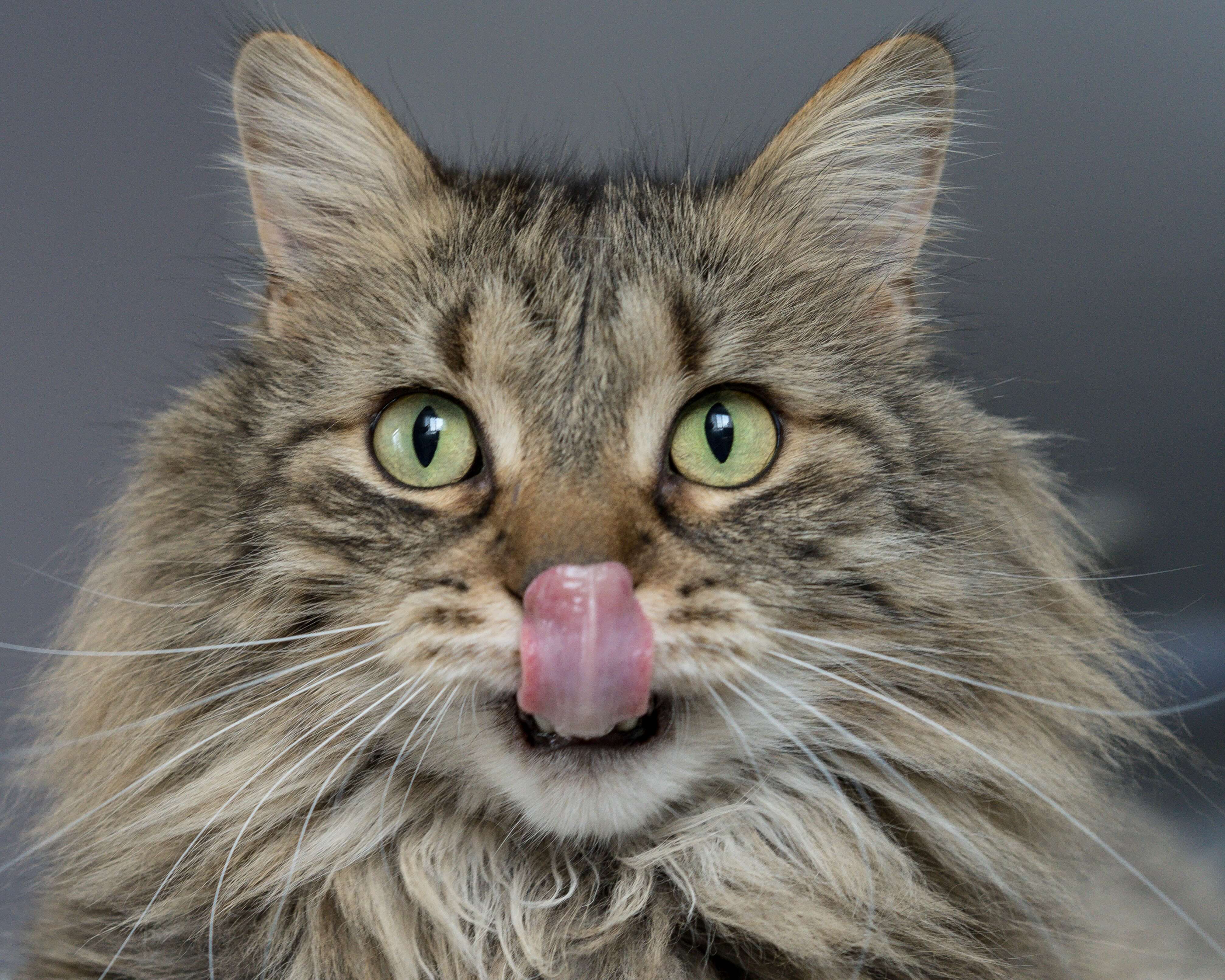cbd öl für katzen
