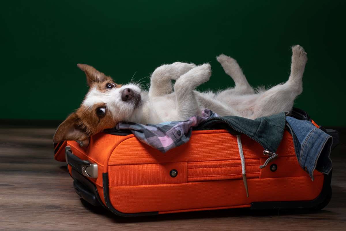 fliegen-mit-hund