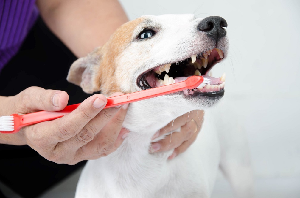 Zahnpflege für den Hund