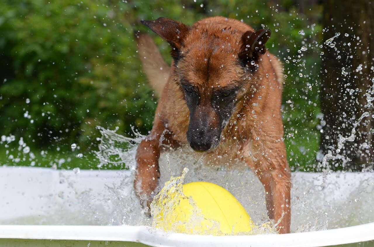 hundespielzeug kaufen