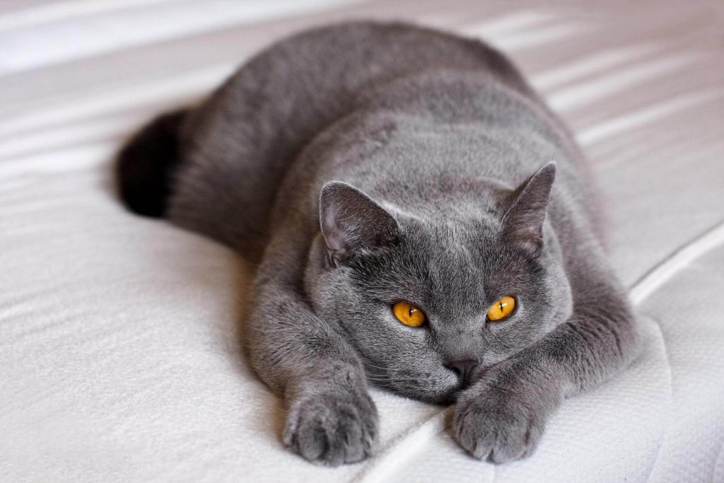 Pflege Katze