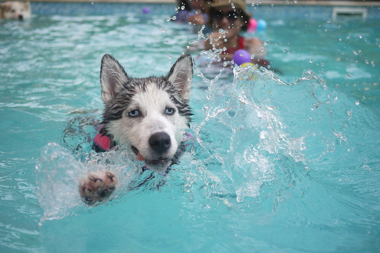 hundepool