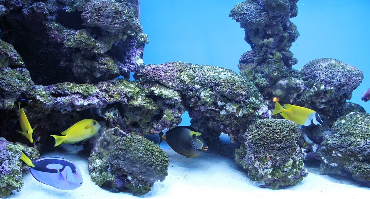 aquariumdeko