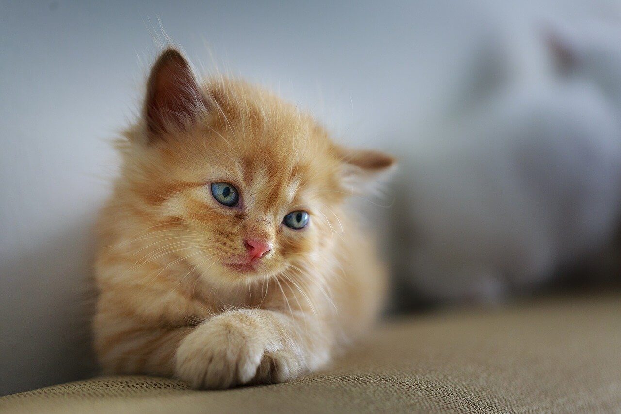 katzenhalsband