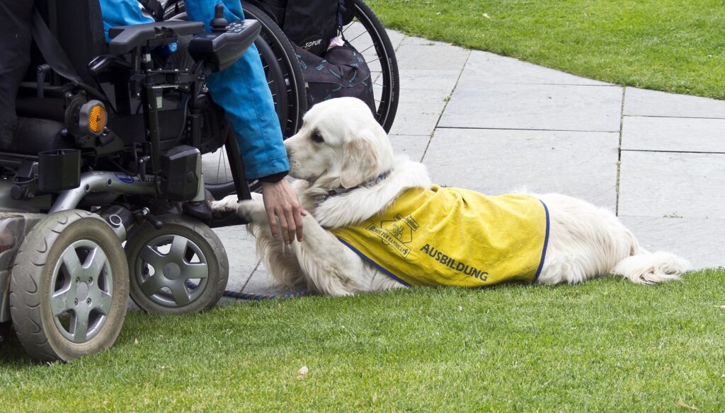 Assisstenzhund