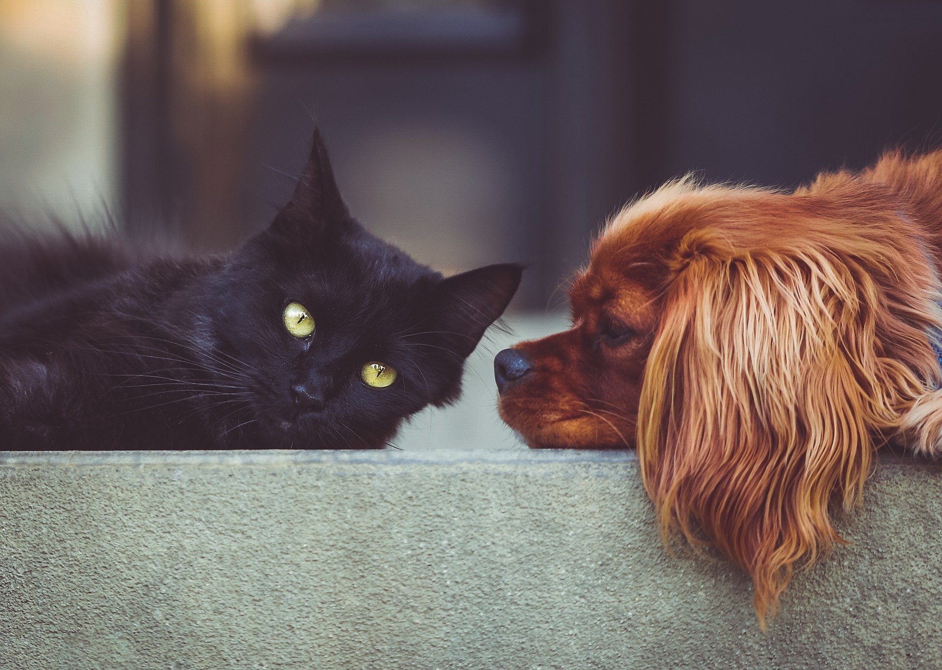 dog.cat